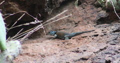 Sceloporus minor