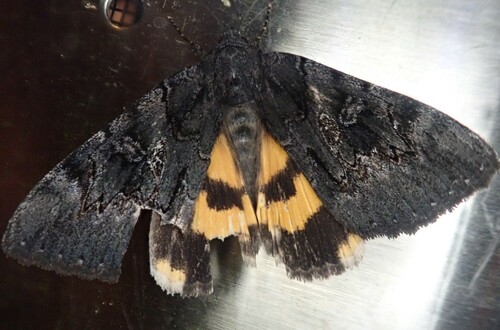 Sweetfern Underwing Moth photo 5