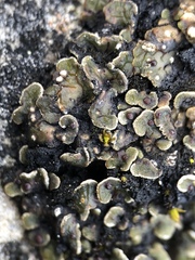 Psora pseudorussellii