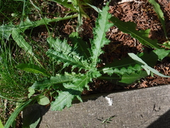 Cirsium arvense