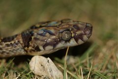 Lycodryas granuliceps