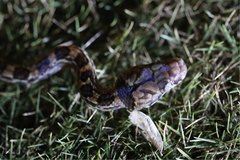 Lycodryas granuliceps