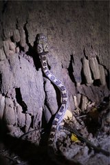 Lycodryas granuliceps