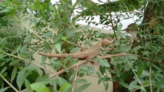 Calotes versicolor