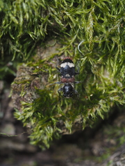 Clerus mutillarius