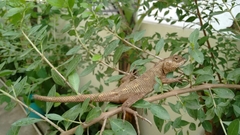Calotes versicolor