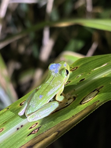 Hallowell's Tree Frog, Hyla hallowellii