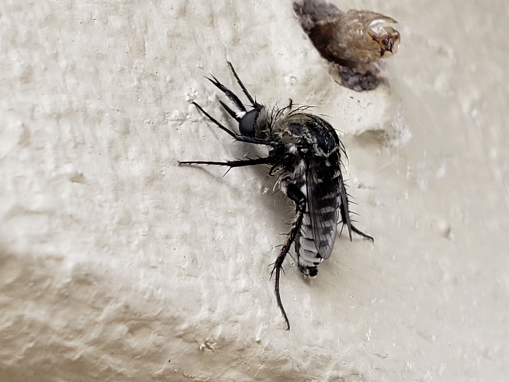 Toxophora amphitea