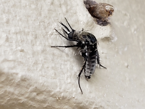 Toxophora amphitea