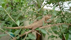 Calotes versicolor