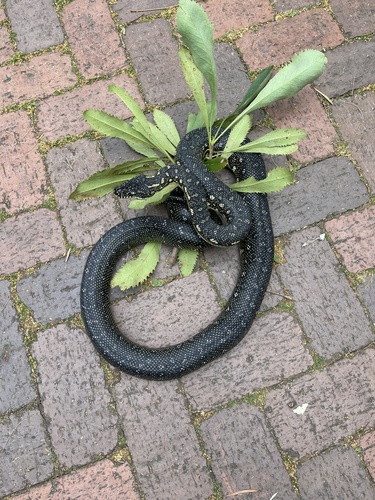 Diamond Python sighting