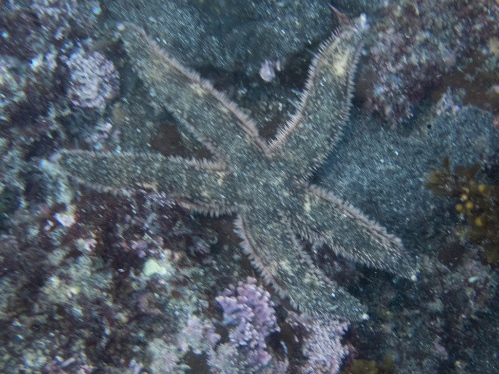 Luidia bellonae