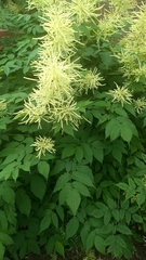 Angiospermae