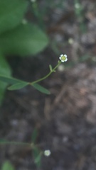 Euphorbia curtisii