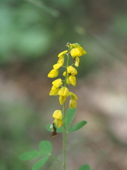 Cytisus nigricans
