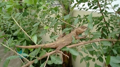 Calotes versicolor