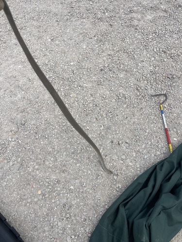 Eastern Brown Snake sighting