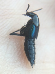 Philonthus caeruleipennis