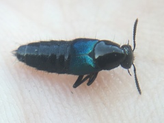Philonthus caeruleipennis