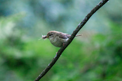 Phylloscopus trochilus