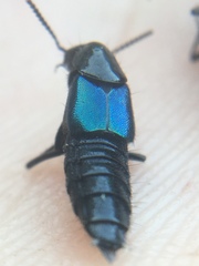 Philonthus caeruleipennis