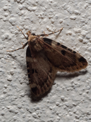 Aglossa costiferalis
