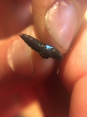 Philonthus caeruleipennis