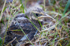 Turdus pilaris