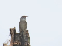 Cacomantis merulinus