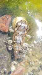 Anaxyrus californicus