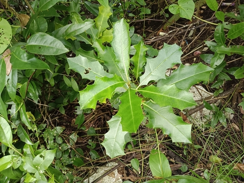 Image of Acanthus ilicifolius by (c) renjus box, some rights reserved (CC BY)