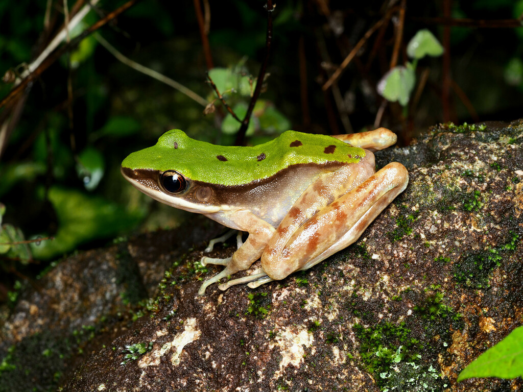 Longtoushan Large Odorous Frog