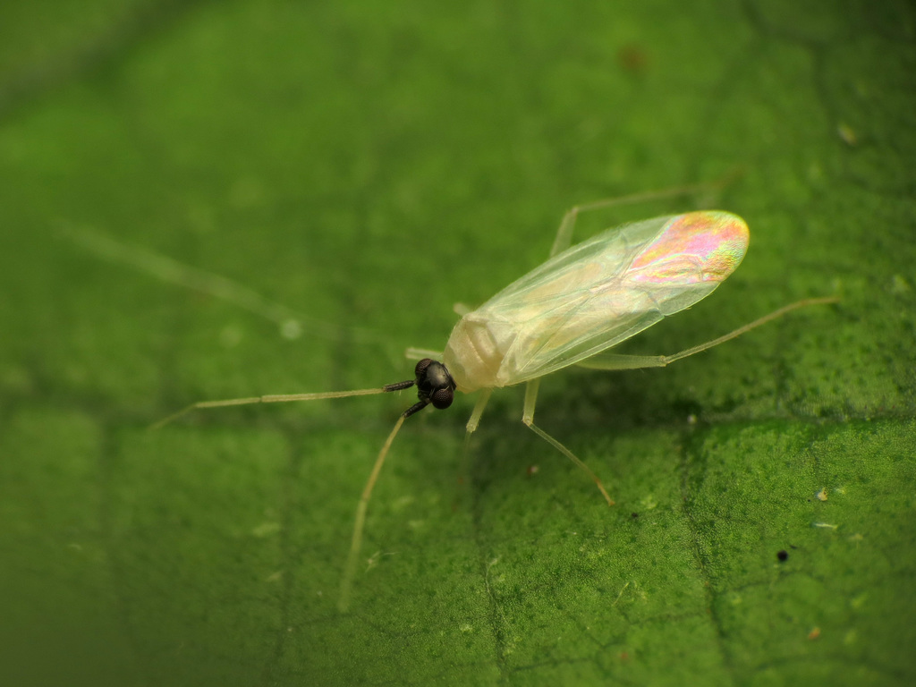 Paraproba capitata