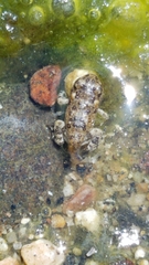 Anaxyrus californicus