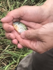 Lepomis humilis