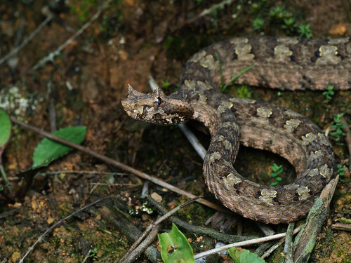 Photo of a Horned Pit Viper (Protobothrops cornutus)