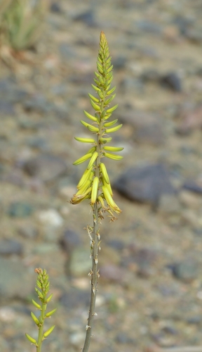 Aloe officinalis
