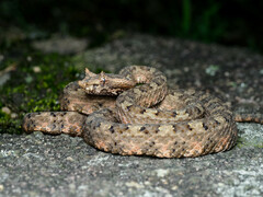 Horned Pit Viper photo 4