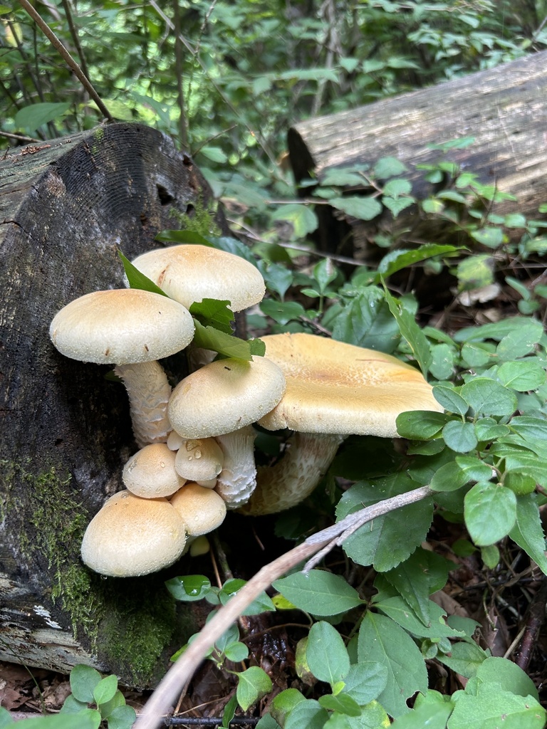 Neolentinus lepideus · September 2024 · photo: © martin_masashi (iNaturalist, cc-by)