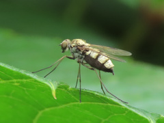 Chrysopilus splendidus