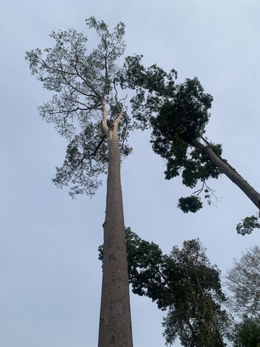Shidam tree