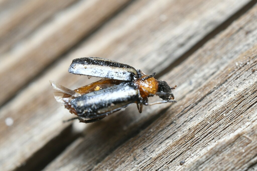 Lebia bivittata