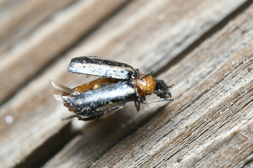 Lebia bivittata