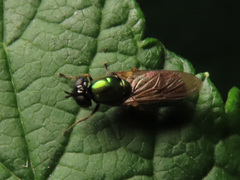 Chloromyia formosa