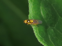 Thaumatomyia notata