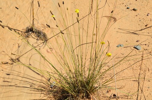 Xyris complanata