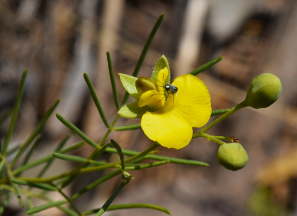 Gompholobium subulatum