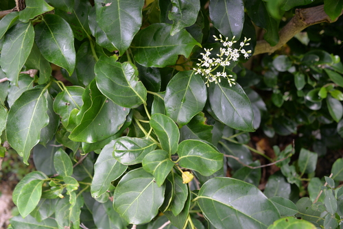 Ehretia philippinensis iNat (2)