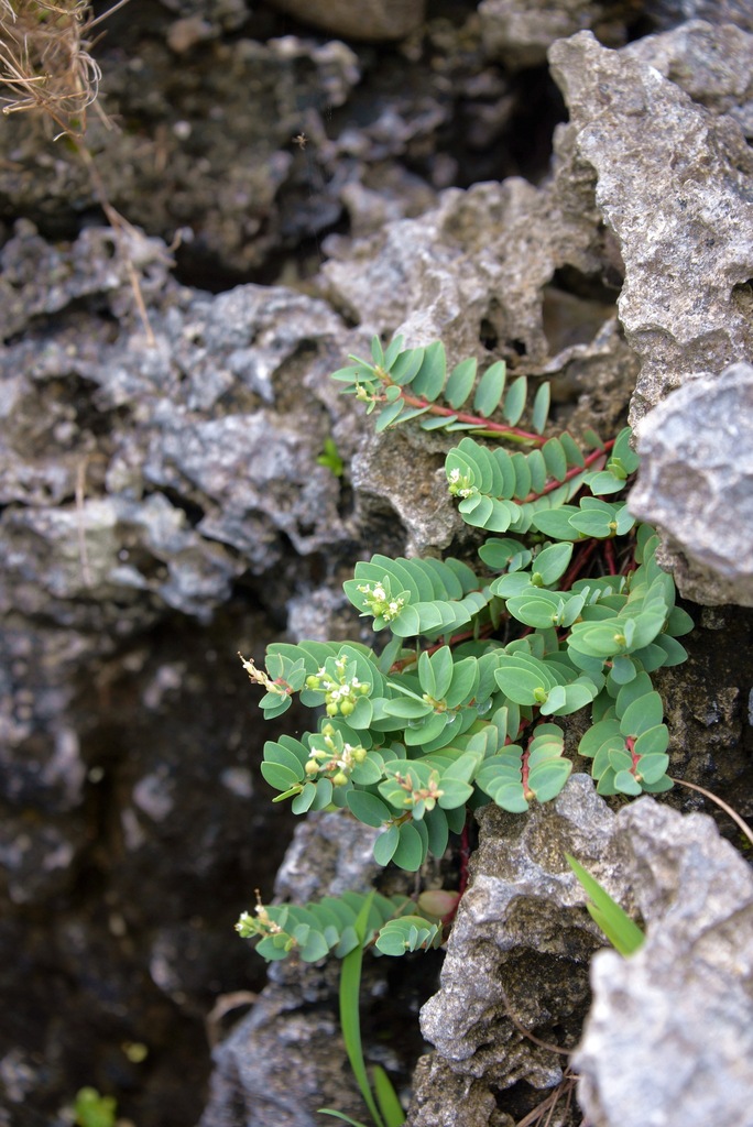 心葉大戟 (臺灣的地錦草節(Euphorbia Sect. Anisophyllum)(大戟科)植物) · iNaturalist