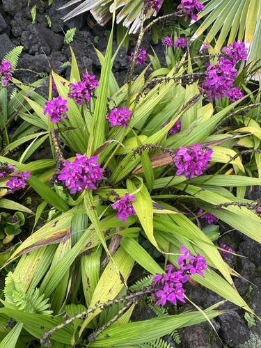 Foto de Orquídea-bambu